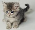 kitten 2